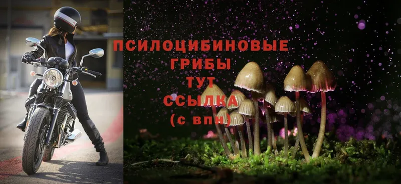 hydra ONION  Гаврилов-Ям  Галлюциногенные грибы Psilocybine cubensis 